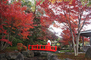 the Japanese Garden