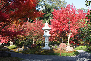 the Japanese Garden