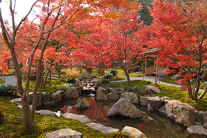 the Japanese Garden