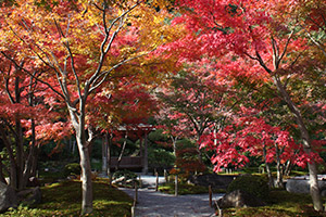 the Japanese Garden