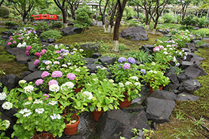 the Japanese Garden