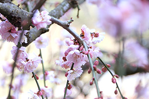 the Japanese Garden