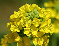 Rape blossoms