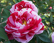 Peony