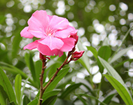 Oleander