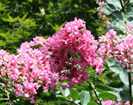 Crape myrtle