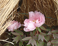 Tree peony