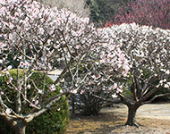 Ume