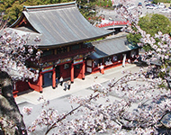 桜