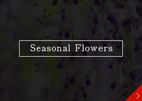 Seasonal Flowers