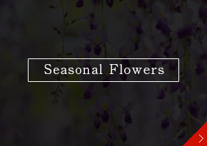 Seasonal Flowers