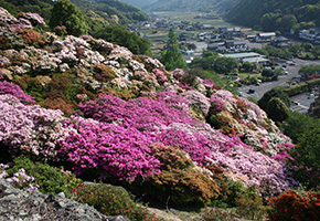 外苑東山つつじ苑・花園