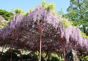 外苑東山つつじ苑・花園