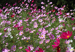 Outer garden (Higashiyama azalea garden and flower garden)